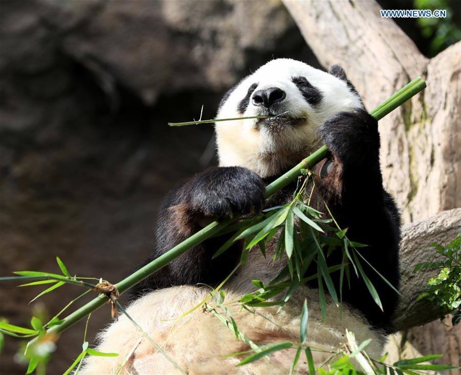 U.S.-CALIFORNIA-SAN DIEGO ZOO-PANDA-FAREWELL