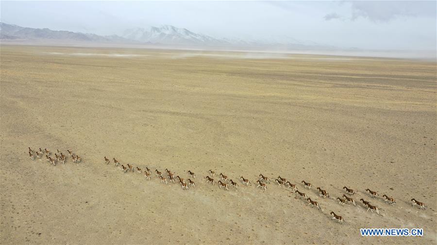 CHINA-XINJIANG-ALTUN MOUNTAINS-WILDLIFE-LANDSCAPE (CN)