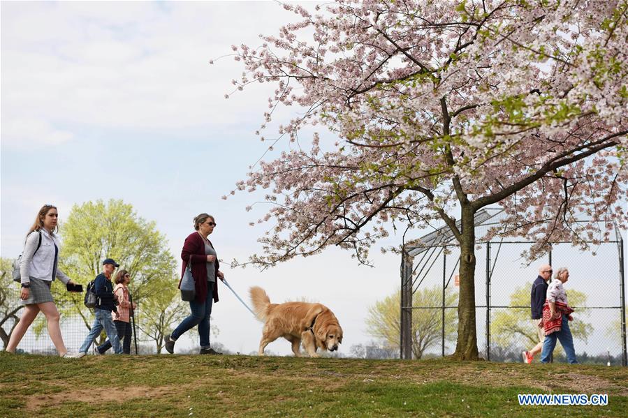 U.S.-WASHINGTON D.C.-CHERRY BLOSSOM