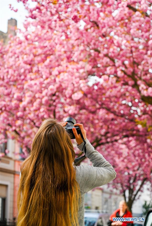 GERMANY-BONN-CHERRY BLOSSOM