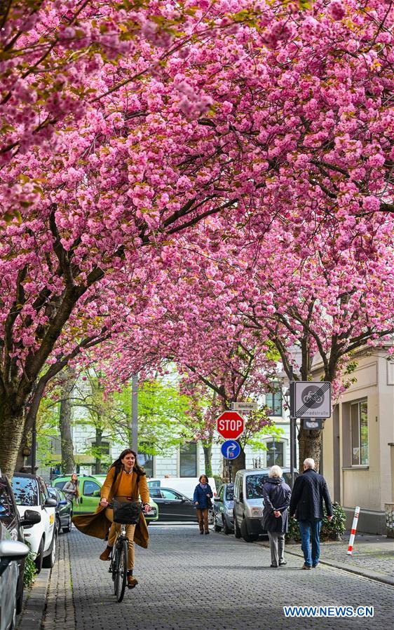 GERMANY-BONN-CHERRY BLOSSOM