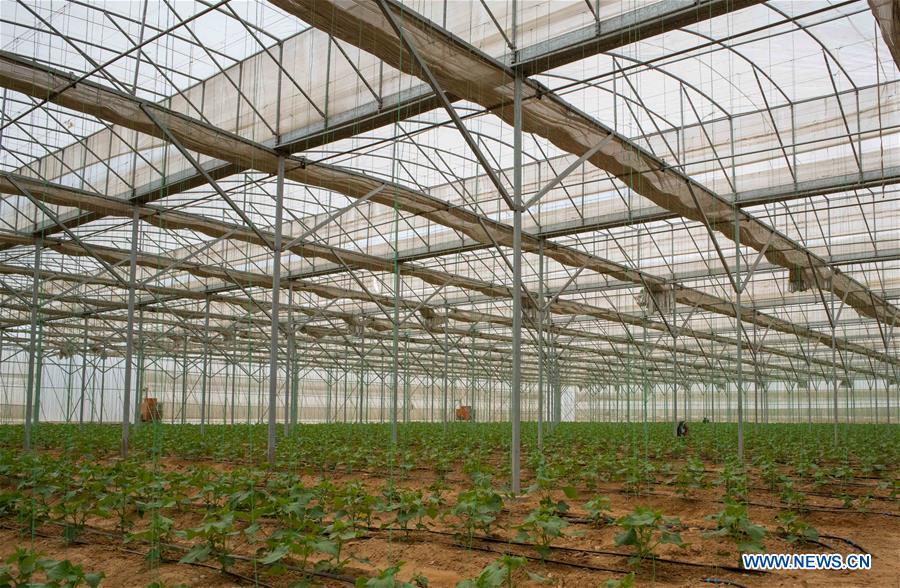 EGYPT-SHARQIYA-CHINA-PROJECT-GREENHOUSE TECHNOLOGY