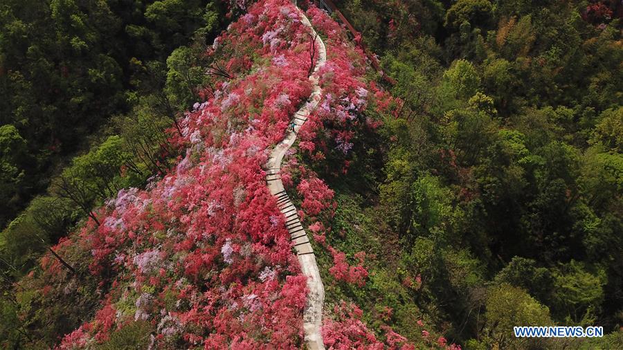 CHINA-ANHUI-YUEXI-AZALEA (CN)