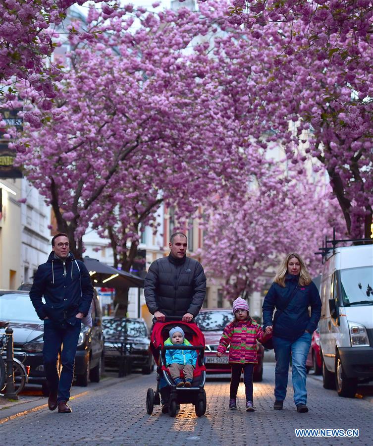 GERMANY-BONN-CHERRY-BLOSSOM