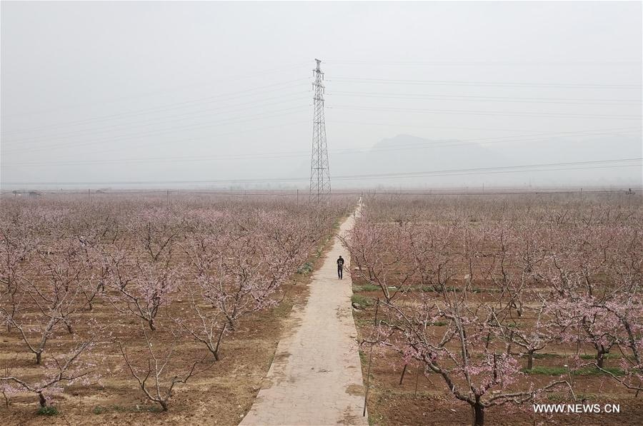 (Beijingcandid)CHINA-BEIJING-SPRING (CN)