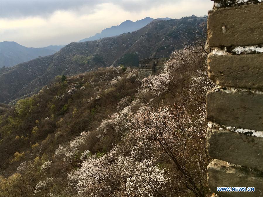 (Beijingcandid)CHINA-BEIJING-GREAT WALL-SPRING SCENERY (CN)