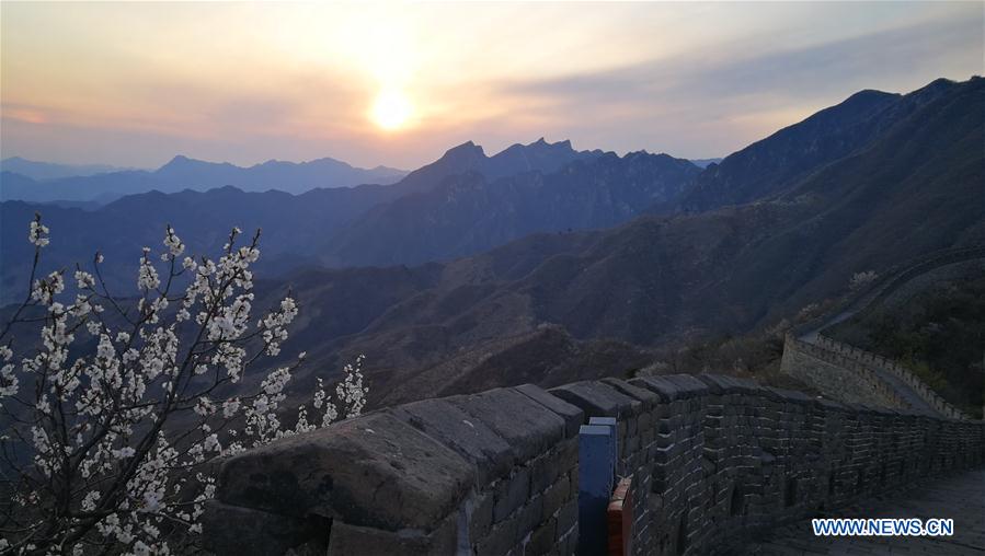 #(BeijingCandid)CHINA-BEIJING-GREAT WALL-SPRING SCENERY (CN*)