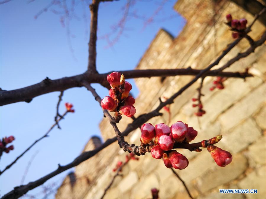 #(BeijingCandid)CHINA-BEIJING-GREAT WALL-SPRING SCENERY (CN*)