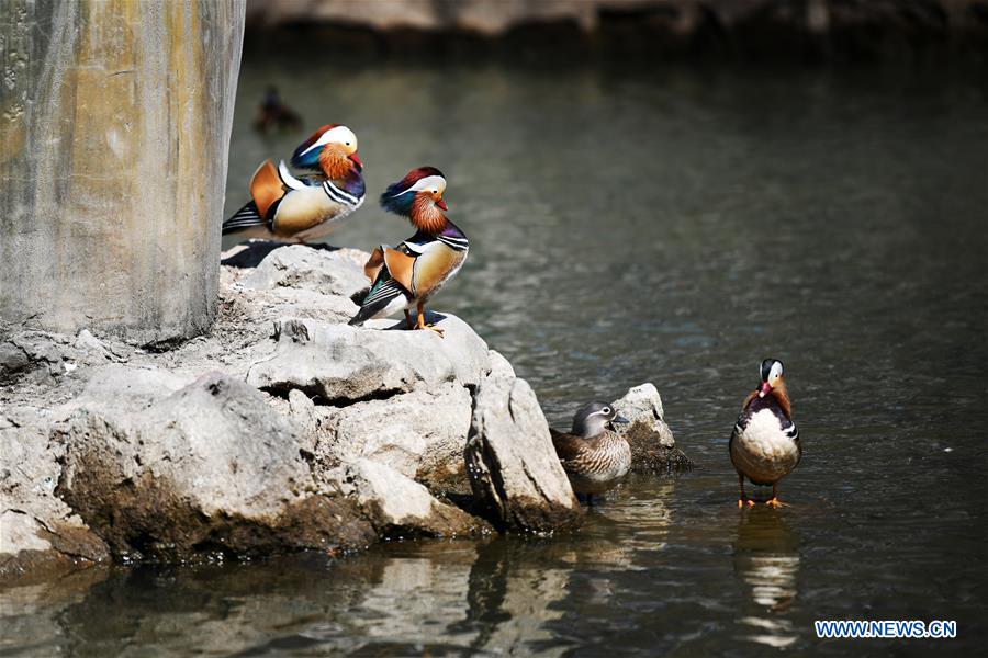 CHINA-HEILONGJIANG-HARBIN-SPRING-MANDARIN DUCK (CN)