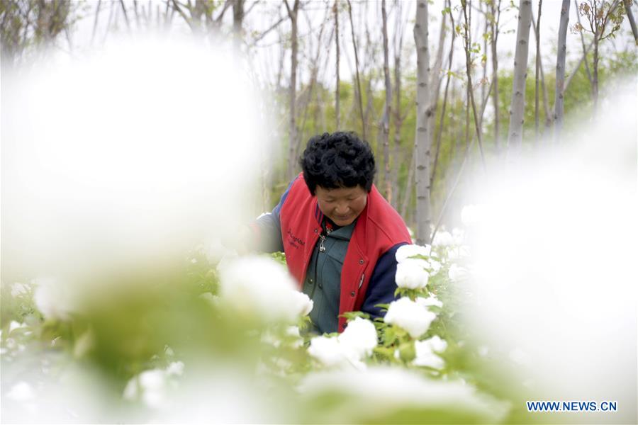 #CHINA-AGRICULTURE-FARM WORK (CN)