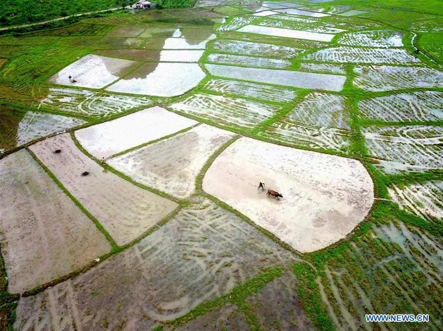 #CHINA-GUYU-AGRICULTURE-FARM WORK (CN)