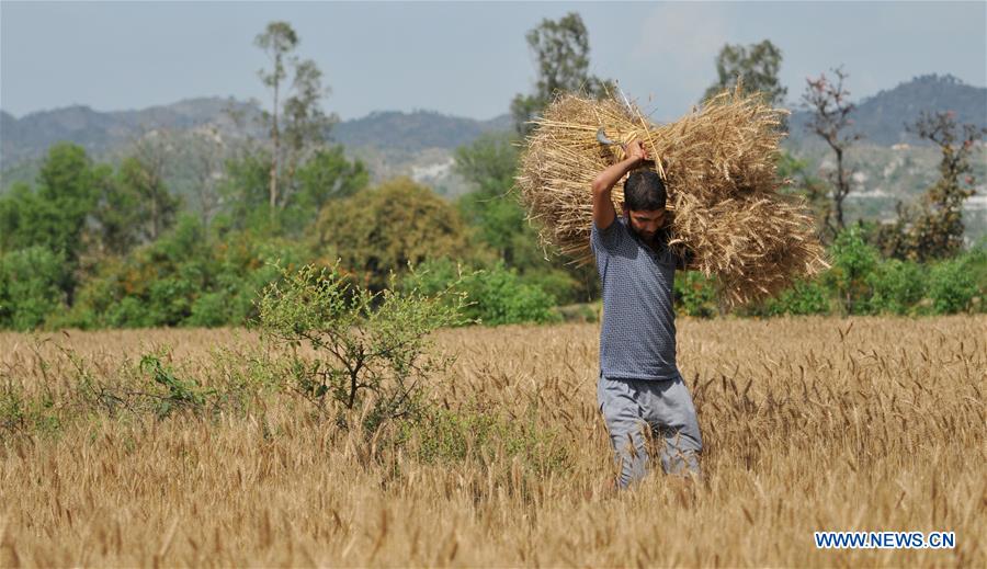 KASHMIR-JAMMU-WHEAT HARVEST