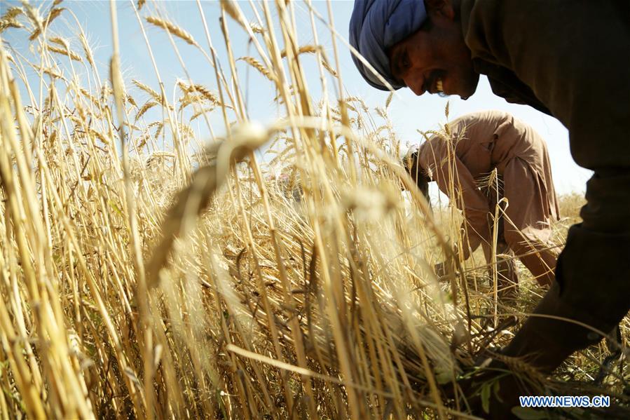 PAKISTAN-ISLAMABAD-WHEAT CROP-HARVEST