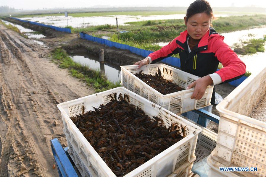 CHINA-ANHUI-CHAOHU-AGRICULTURE-MANAGER