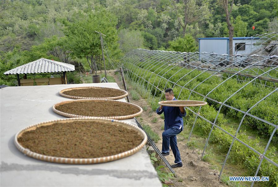 CHINA-HEBEI-LINCHENG-TEA PLANTING (CN)