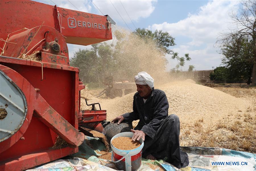 EGYPT-QALYUBIA-WHEAT HARVEST