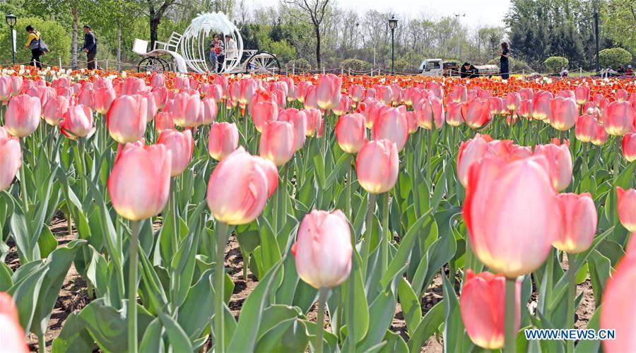 CHINA-LIAONING-SHENYANG-SCENERY (CN)