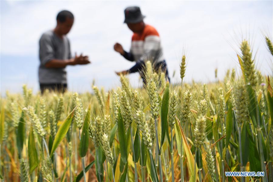 #CHINA-WHEAT-HARVEST (CN)