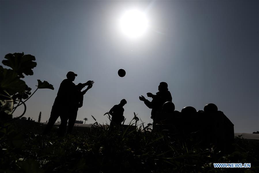 MIDEAST-GAZA-AGRICULTURE-WATERMELON