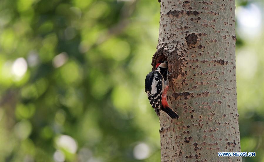 CHINA-LIAONING-SHENYANG-WOODPECKER (CN)