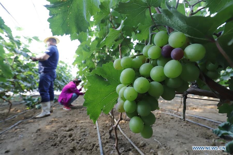 #CHINA-SUMMER-FARMING (CN)