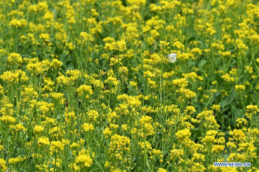 CHINA-SHANXI-TAIYUAN-COLE FLOWERS (CN)