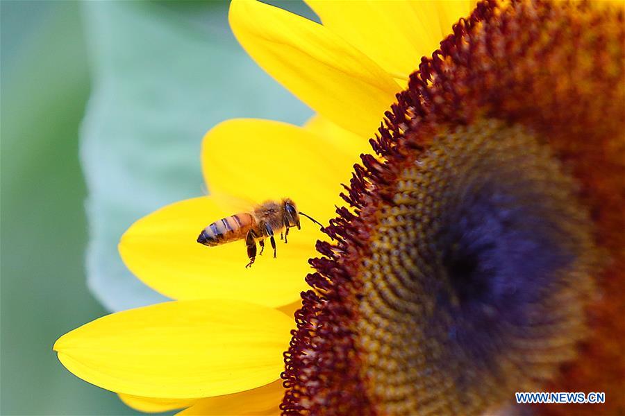 THE PHILIPPINES-QUEZON CITY-BEE-SUNFLOWER