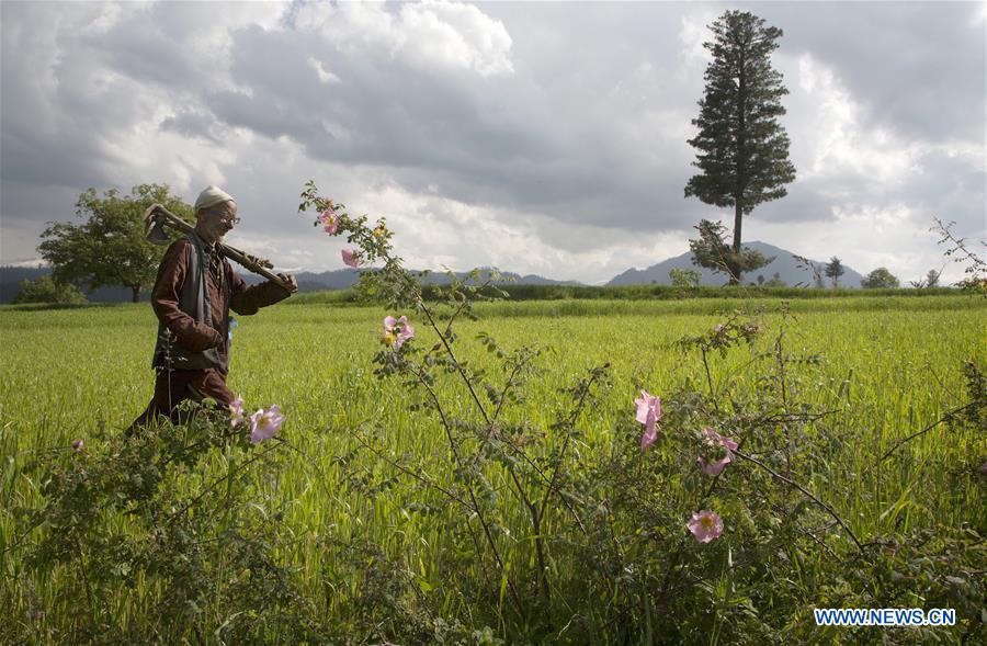 KASHMIR-SRINAGAR-AGRICULTURE