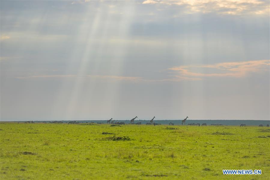 KENYA-MAASAI MARA-NATIONAL RESERVE