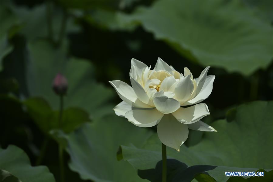 CHINA-HEBEI-XIANGHE-LOTUS FLOWERS (CN)