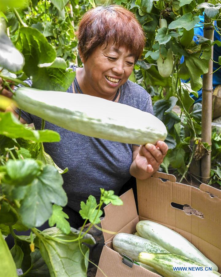 CHINA-HEBEI-FUCHENG-MELONS (CN)