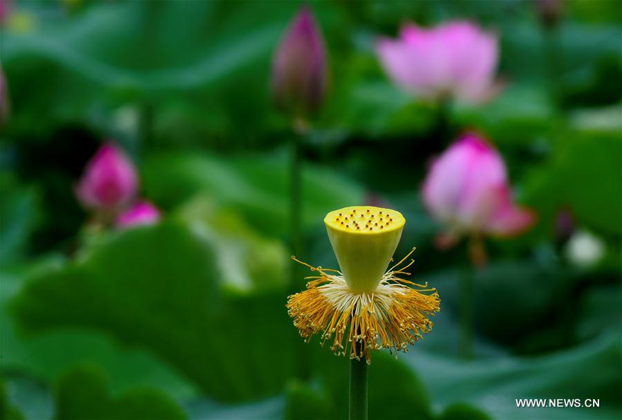 CHINA-FUJIAN-WUYISHAN-LOTUS FLOWERS (CN)