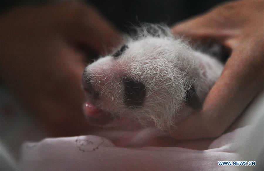 CHINA-CHONGQING-PANDA CUBS (CN)