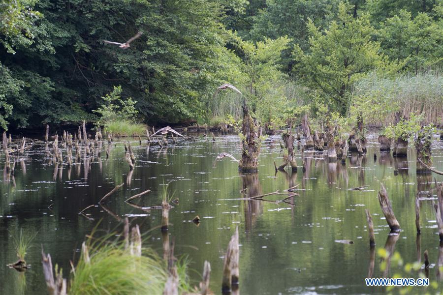 HUNGARY-HUSZAROKELOPUSZTA-FOREST