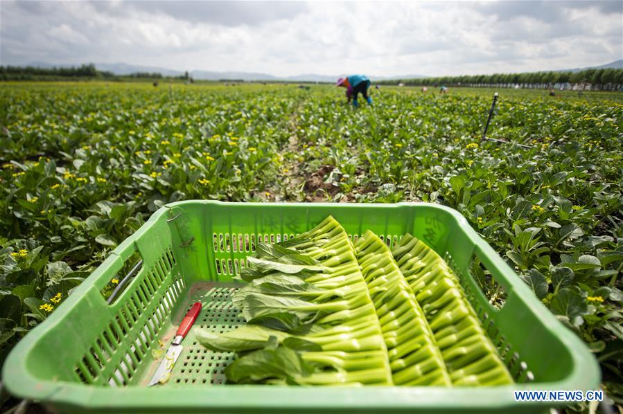 CHINA-NINGXIA-VEGETABLE-HARVEST (CN)