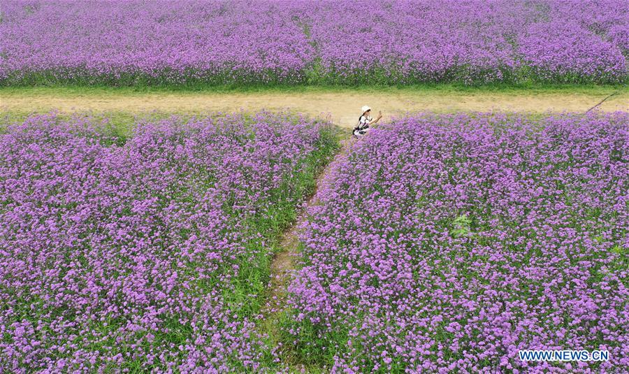 CHINA-TIANJIN-VERBENA FLOWER-TOURISM (CN)