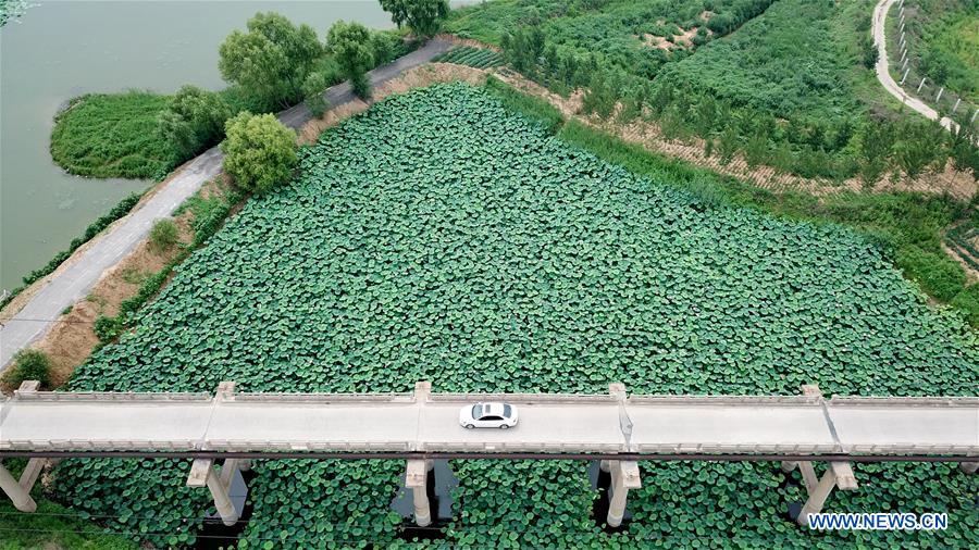 CHINA-HEBEI-LOTUS POND (CN)