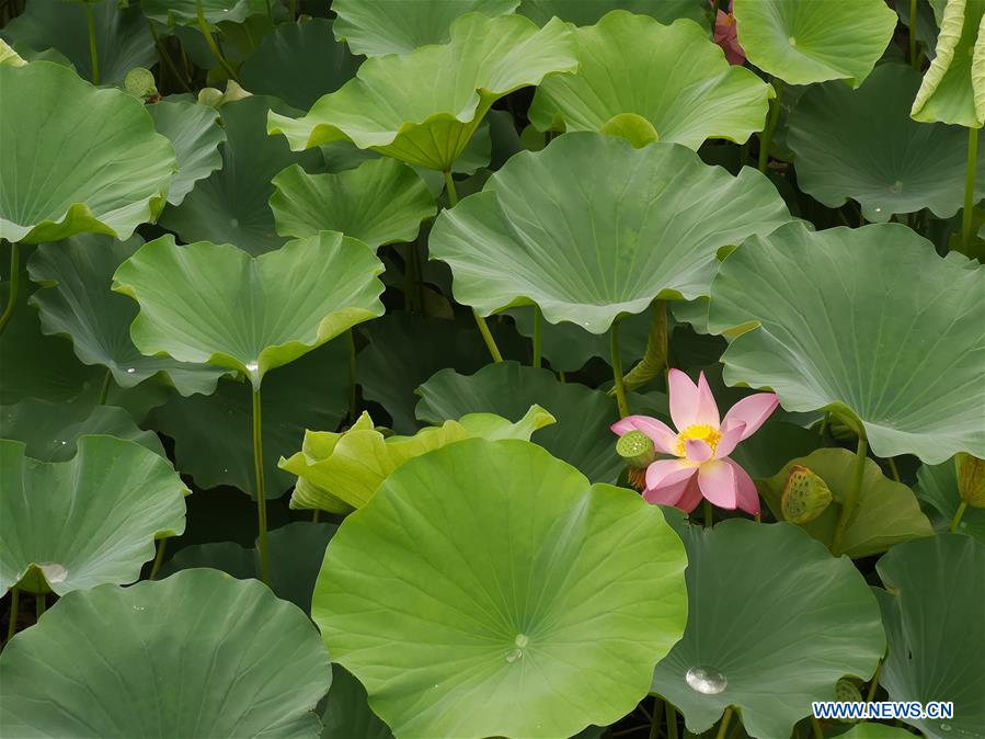 (BeijingCandid)CHINA-BEIJING-SUMMER (CN)