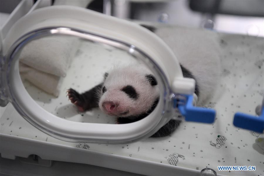 CHINA-CHONGQING-PANDA CUBS (CN)