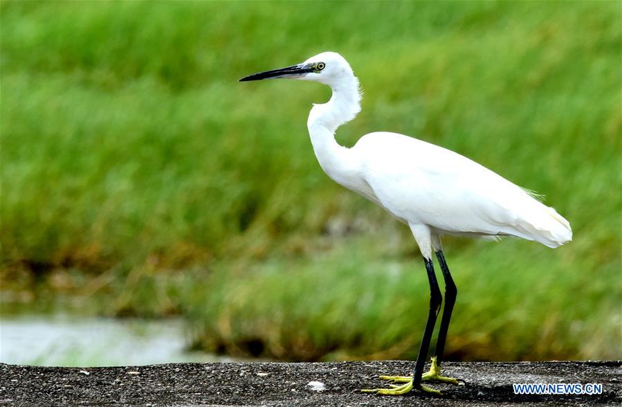 CHINA-CHIAYI-EGRETS (CN)