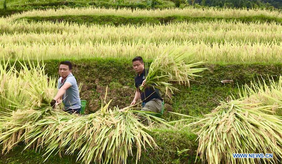 CHINA-GUANGXI-PADDY RICE-HARVEST (CN)