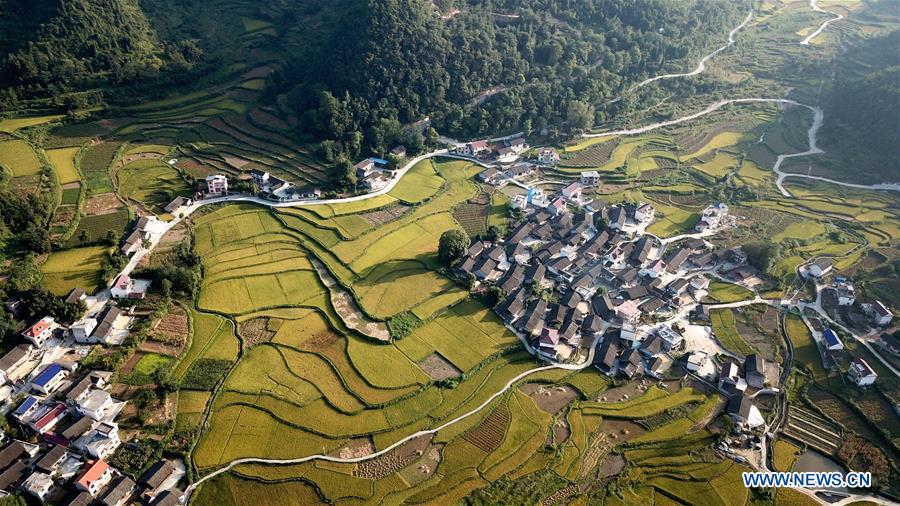 CHINA-HUNAN-HUAYUAN COUNTY-RICE FIELD-AUTUMN SCENERY (CN)