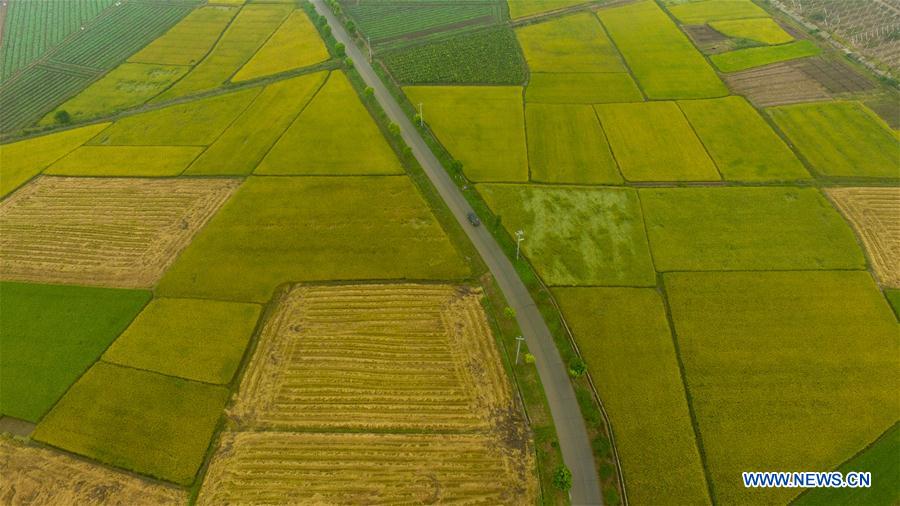 CHINA-HUNAN-NANXIAN-PADDY FIELD (CN)