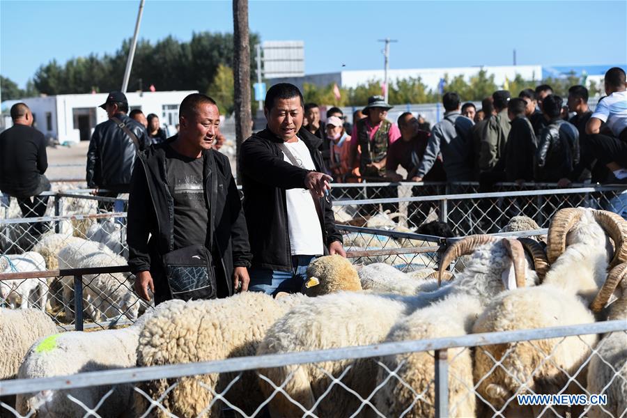 CHINA-INNER MONGOLIA-PASTURE-SHEEP TRADE (CN)