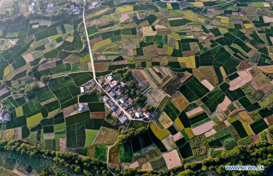 CHINA-GUANGXI-GONGCHENG-FIELDS-SCENERY (CN)