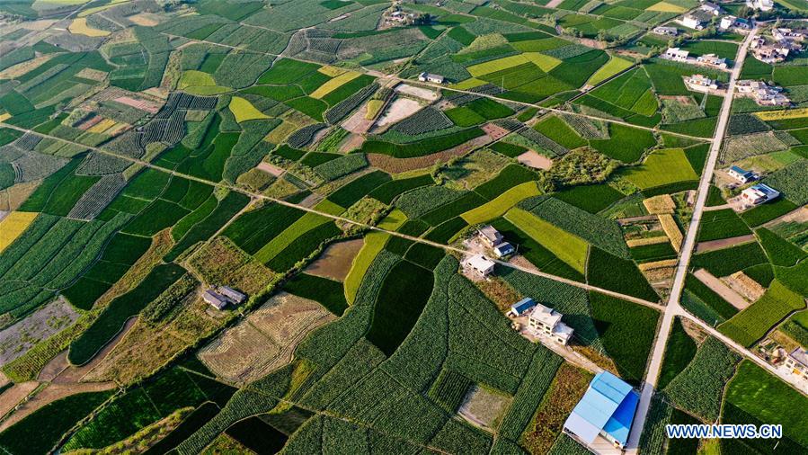 CHINA-GUANGXI-GONGCHENG-FIELDS-SCENERY (CN)