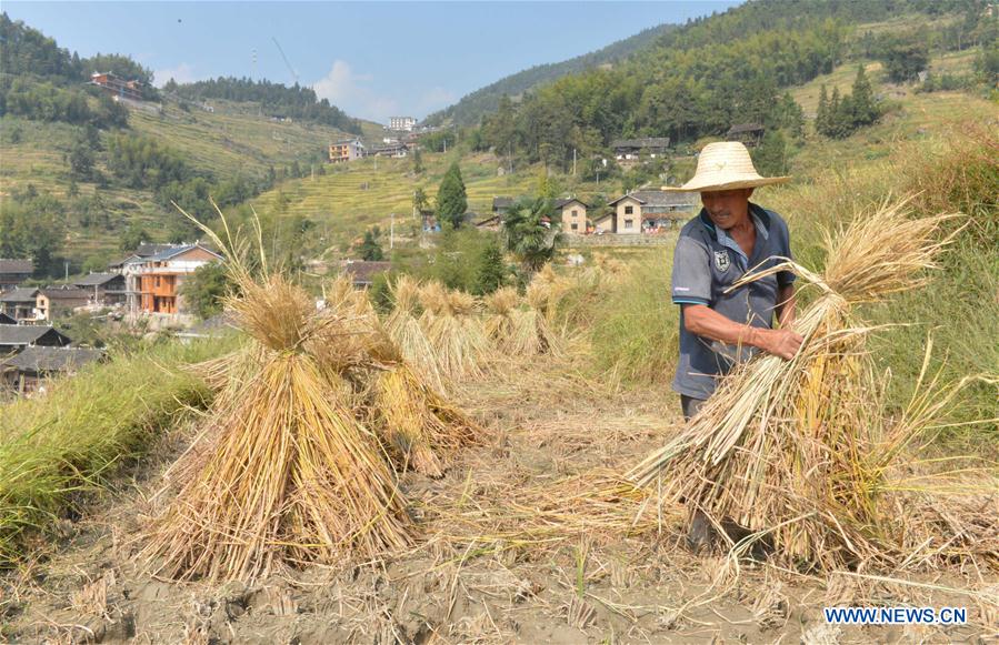 CHINA-HUNAN-XINHUA-RICE HARVEST (CN)