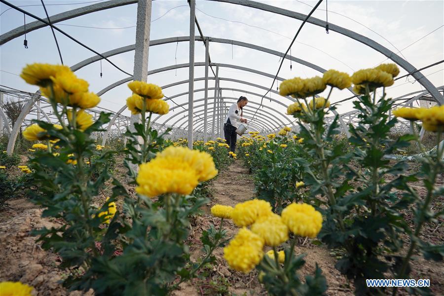 CHINA-HEBEI-CHRYSANTHEMUM PLANTING (CN)