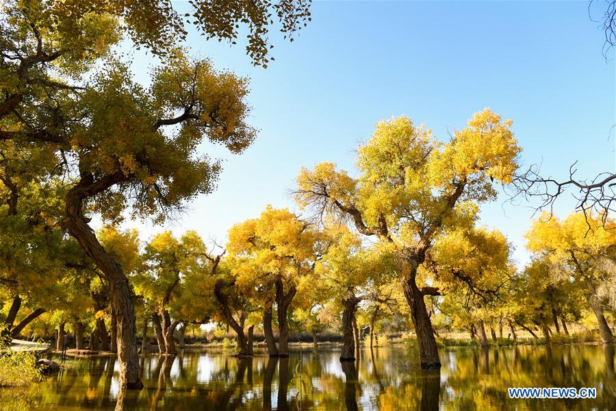 CHINA-INNER MONGOLIA-POPULUS EUPHRATICA-SCENERY (CN)