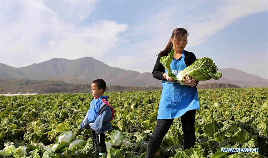 CHINA-LIAONING-ANSHAN-HARVEST (CN)